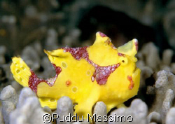 yellow frog nikon f90x 105mm macro gangga north sulawesi by Puddu Massimo 